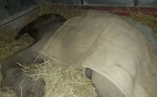 ଢେଙ୍କାନାଳ ଜଙ୍ଗଲ ଭିତରୁ ଗୁରୁତର ଅବସ୍ଥାରେ ହାତୀ ଛୁଆ ଉଦ୍ଧାର