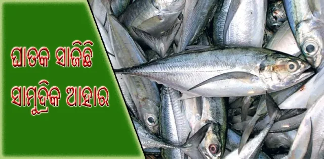 ସାମୁଦ୍ରିକ ଆହାରରେ ବଢୁଛି ଆର୍ସେନିକର ସ୍ତର : ମାଛ, ଚିଙ୍ଗୁଡି, କଙ୍କଡା ଭଳି ଖାଦ୍ୟ ମଣିଷ ଶରୀର ପାଇଁ ହୋଇପାରେ ଘାତକ!