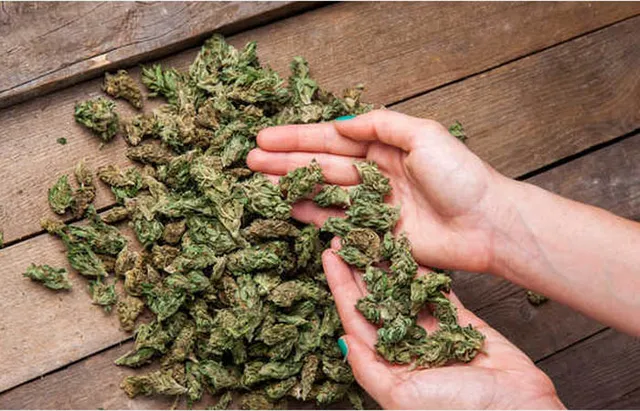 ଗ˚ଜେଇ ଗଛ କଟା ଅଭିଯାନର ଦ୍ବିତୀୟ ଦିନ