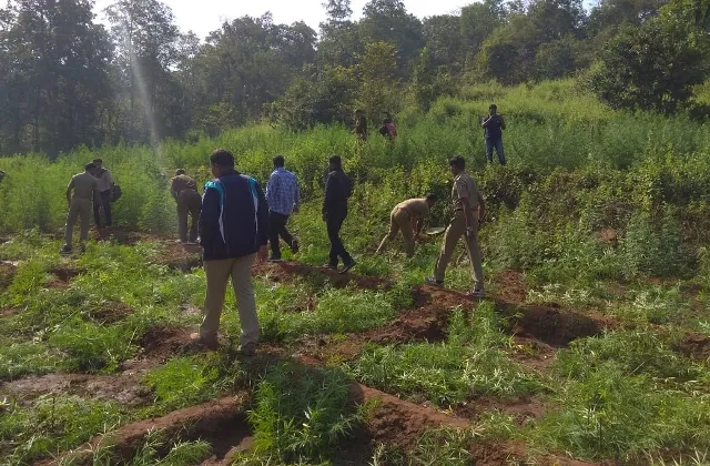 ଗଂଜେଇ କିଆରିରେ ଅବକାରୀ ଚଢ଼ାଉ : ୨ କୋଟି ଟଙ୍କାର ଗଛ ନଷ୍ଟ