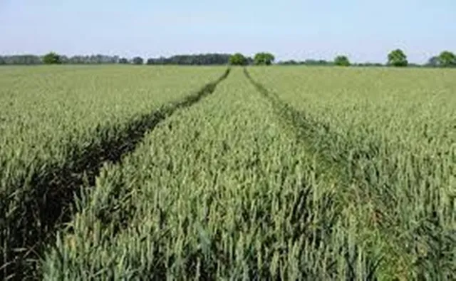 ଧାନ ବିଲରୁ  ମଣିଷ ହାଡ ଓ ଖପୁରୀ ଭର୍ତ୍ତି ପଲିଥିନ୍‌ ଜବତ !