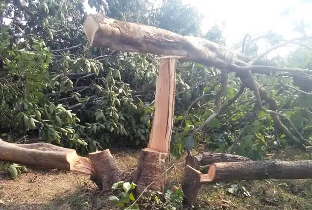 ଢେଙ୍କାନାଳ ଗଛକଟା ପ୍ରସଙ୍ଗରେ ସରଗରମ ଆଲୋଚନା : ପ୍ରଶ୍ନବାଣ‌ରେ ‌‌ଘେରିଲେ ବିରୋଧୀ