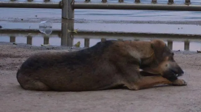 ମୁମ୍ବାଇ: ବୁଲା କୁକୁର ସହ ଗଣଦୁଷ୍କର୍ମ କଲେ ୪ଜଣ ଯୁବକ! ଗୁରୁତର ଭାବେ ଆହତ ହେଲା କୁକୁର