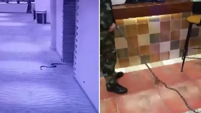 ସାପ ଭୟ ଦେଖାଇ କରୁଥିଲା ଦୁଷ୍କର୍ମ, ନିଜେ ହେଲା ତିନିଟି ସାପର ଶିକାର