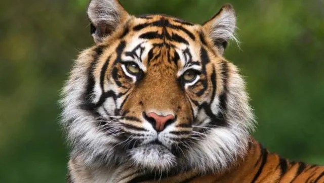 ବୌଦ୍ଧ ସନ୍ନ୍ୟାସୀଙ୍କୁ ବାଘ ଖାଇଗଲା