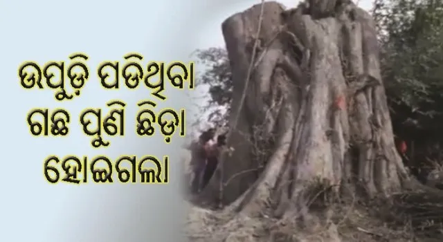 ଆଶ୍ଚର୍ଯ୍ୟର ଘଟଣା : ଉପୁଡି ପଡିଥିବା ଗଛ ପୁଣି ଛିଡା ହୋଇଗଲା!