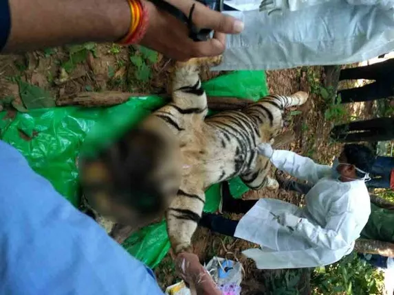 ମହାବଳ ‘ମହାବୀର’ ମୃତ୍ୟୁ ମାମଲା : ମଧ୍ୟପ୍ରଦେଶ ହାଇକୋର୍ଟରେ ପିଟିସନ୍‌ ଦାଖଲ କରିବେ