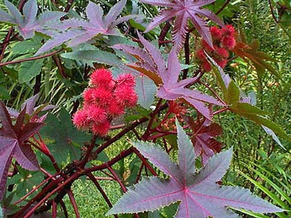 ଆପଣଙ୍କ ଆଖପାଖରେ ଥିବା ଏହି ସବୁ ଗଛରେ ରହିଛି ଅନେକ ଔଷଧୀୟ ଗୁଣ