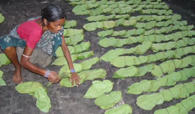 ଲକ୍ଷାଧିକ ଟଙ୍କାର କେନ୍ଦୁପତ୍ର ଚୋରି