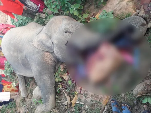 ଆଠଗଡ଼ରେ ହାତୀ ମୃତ୍ୟୁ