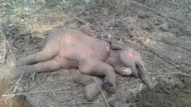 ଅନୁଗୁଳ: ପାହାଡ଼ ଉପରୁ ପୁଣି ଏକ ହାତୀ ଛୁଆର ମୃତଦେହ ଉଦ୍ଧାର