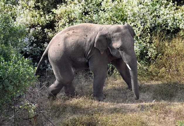 ସହରକୁ ପଶିଲା ଦନ୍ତା : ଦିନତମାମ ଛକାପଞ୍ଝା, କାଟୁ କରୁନି ବାଣ, ନିଆଁ