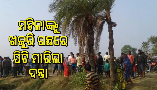 କାମାକ୍ଷାନଗର: ମହିଳାଙ୍କୁ ଖଜୁରି ଗଛରେ ପିଟି ମାରିଲା ଗୋଠଖଣ୍ଡିଆ ଦନ୍ତାହାତୀ