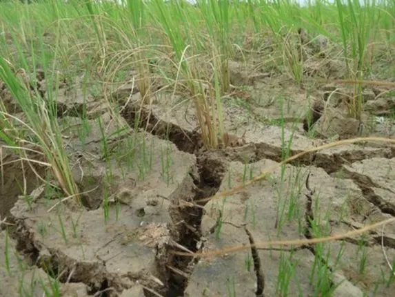 ୩ ଜିଲ୍ଲାର ୬୭୫୭୬ ହେକ୍ଟର ଜମିରେ ମରୁଡ଼ି