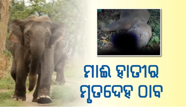 ଆଠଗଡ଼: ରକ୍ତ ଜୁଡ଼ୁବୁଡ଼ୁ  ମାଈ ହାତୀର ମୃତଦେହ ଠାବ