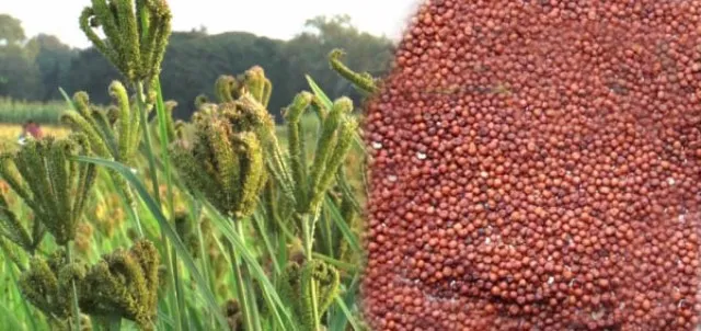 ମିଲେଟ୍‌ ମିସନ୍‌କୁ ଚାଷୀ କେନ୍ଦ୍ରିକ କରାଯାଉ