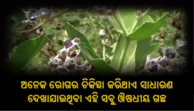 ଅନେକ ରୋଗର ଚିକିତ୍ସା କରିଥାଏ ସାଧାରଣ ଦେଖାଯାଉଥିବା ଏହି ସବୁ ଔଷଧୀୟ ଗଛ, କୌଣସି ବି ଜାଗାରେ ହୋଇଥାଏ