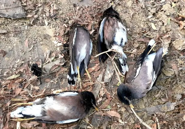 ଚିଲିକାରେ ବାର୍ଡ ଫ୍ଲୁ : ପକ୍ଷୀ ଅଭୟାରଣ୍ୟକୁ ମହାବିପଦ