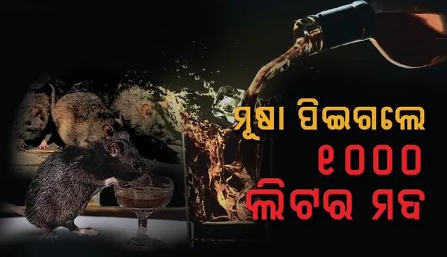ମୂଷା ପିଇଗଲେ ହଜାରେ ଲିଟର ମଦ : ପୁଲିସ