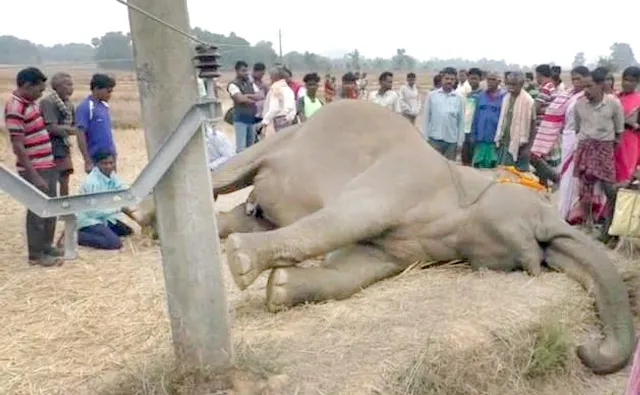 ହାତୀ: କୋଉଠି ମାରୁଛି, କୋଉଠି ମରୁଛି!