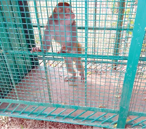 ଦାଢ଼ାପାଟଣାରେ ମାଙ୍କଡ଼ଧରା ଅଭିଯାନ, ୩ ଦିନରେ ଧରା ପଡ଼ିଲେଣି ୯ ମାଙ୍କଡ଼