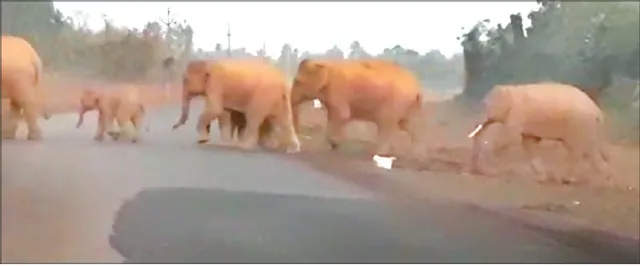 ରାଜପଥକୁ କବ୍‌ଜା କଲେ ହାତୀପଲ, ୨୦ ମିନିଟ୍‌ ଗାଡ଼ି ଚଳାଚଳ ବାଧାପ୍ରାପ୍ତ