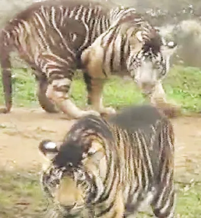 ନନ୍ଦନକାନନରେ ୨ କଳାବାଘ ଜନ୍ମ