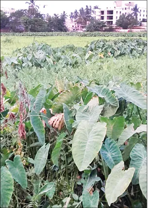 ୱାର୍ଡ ନଂ ୫୯ ତଥାପି ବାକି