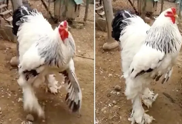 ୧୪୦୦ କିଲୋର ବିଶାଳ ଗାଈ ପରେ ଏବେ ସାମ୍ନାକୁ ଆସିଛି ଦୁନିଆର ସବୁଠୁ ବଡ଼ କୁକୁଡା, ଦେଖନ୍ତୁ ଭିଡିଓ...