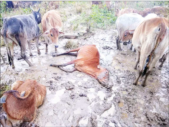 ଶତାଧିକ ଗୃହପାଳିତ ପଶୁ ମୃତ