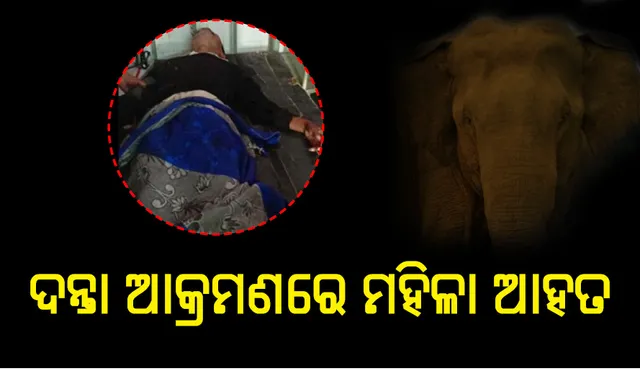 କାମାକ୍ଷାନଗର: ଦୁଇଦିନ ତଳେ ଜଣକୁ ମାରିଥିଲା, ଆଜି ପୁଣି ଜଣଙ୍କୁ ଆକ୍ରମଣ କଲା ଦନ୍ତା, ବଢ଼ୁଛି ଅସନ୍ତୋଷ