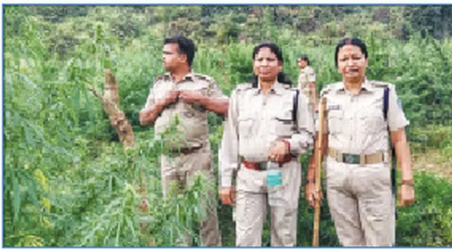 ଚେତା ପଶିଲା: ପୋଡ଼ିଲେ ୧୨ ହଜାର ଗଂଜେଇ ଗଛ