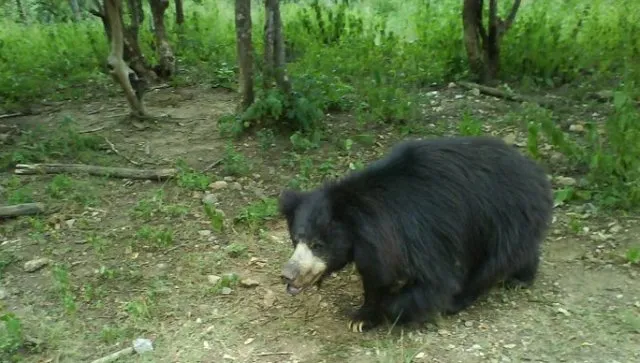 ଭାଲୁ ଆକ୍ରମଣରେ ଜଣେ ଗୁରୁତର