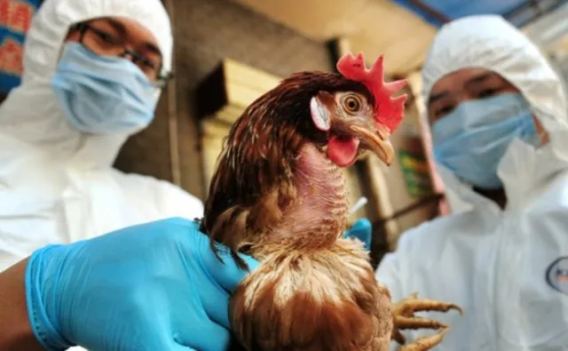 ୧୧ ଦିନରେ ବାର୍ଡ ଫ୍ଲୁ ଅପରେସନ୍