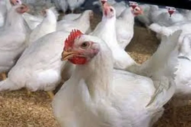 କେରଳରେ ବାର୍ଡ ଫ୍ଲୁ: କୋଟ୍ଟାୟମରେ ବ୍ୟାପୁଛି ଏଚ୍‌୫ଏନ୍‌୧ ଭାଇରସ୍