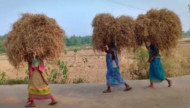 ଧାନ ଅମଳ ବେଳ। (ଫଟୋ: ମନୋଜ, ବାଲେଶ୍ୱର)