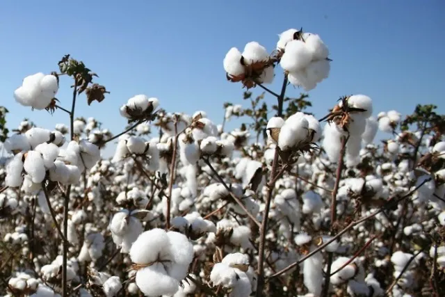 ଓଡ଼ିଶାରେ କପା ଚାଷ: ସମ୍ଭାବନା ଏବଂ ଆହ୍ୱାନ