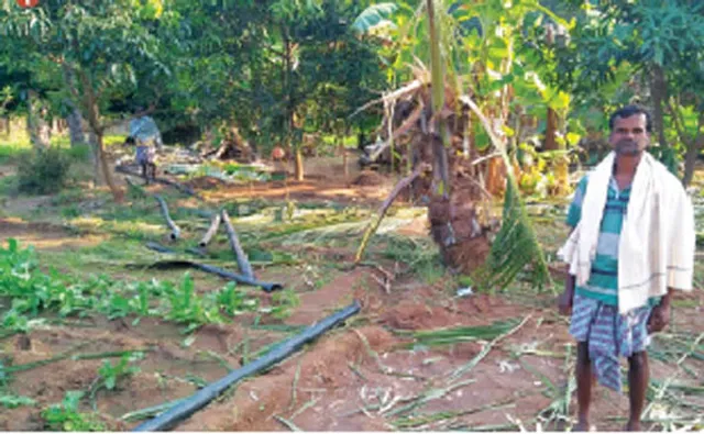 ଦେବଗଡ଼: ଥମୁନି ହାତୀ ଉପଦ୍ରବ:କଣ୍ଟାପାଲି ଅଞ୍ଚଳରେ ଦଳି ଦେଲେ ଫସଲ