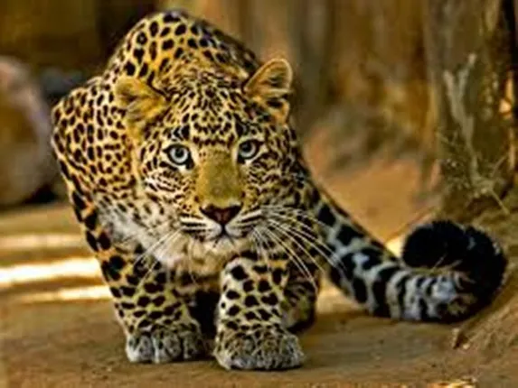 ଶାଶୁକୁ ଘର ଅଗଣାରୁ ଟାଣିନେଲା ଚିତାବାଘ; ବଞ୍ଚାଇବା ପାଇଁ ଜୀବନକୁ ବାଜି ଲଗାଇ ସଂଘର୍ଷ କଲା ବୋହୂ