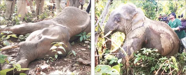 ଜୀବନ ସଂଘର୍ଷରେ ହାତୀ