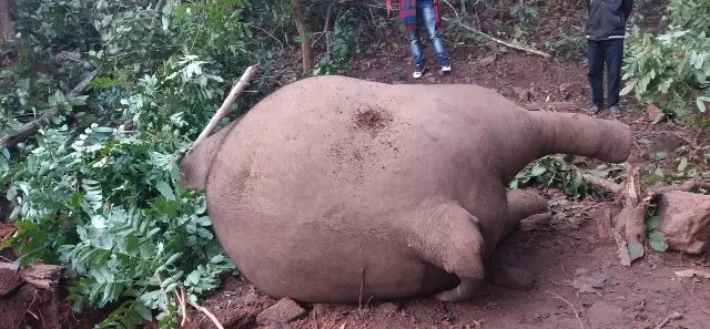 ହାତୀକୁ ଗୁଳି କରି ହତ୍ୟା!