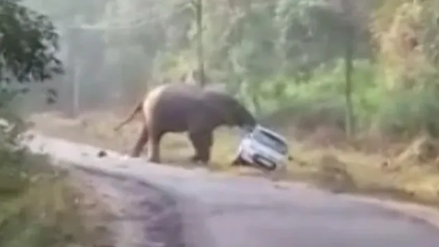 କାର୍‌କୁ ଆକ୍ରମଣ କଲା ହାତୀ; ଭାଗ୍ୟକୁ ରକ୍ଷା ପାଇଗଲେ କାର୍‌ ଆରୋହୀ ଦୁଇ ଶିକ୍ଷକ