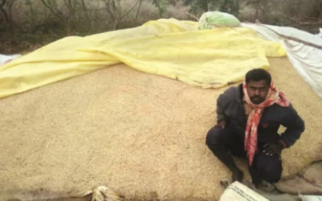 ଲଘୁଚାପ ଜନିତ ବର୍ଷା ଜାରି : ଖଳାରେ ପଡି ରହିଛି ଧାନ ଓ ମକା, ଚିନ୍ତାରେ ଚାଷୀ