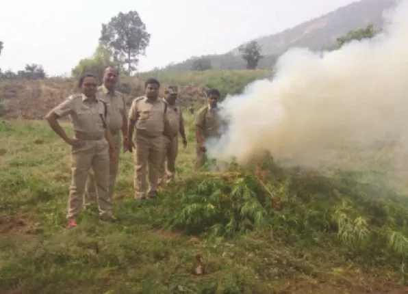 ୨୭ ଏକର ଗଂଜେଇ ଚାଷ ନଷ୍ଟ