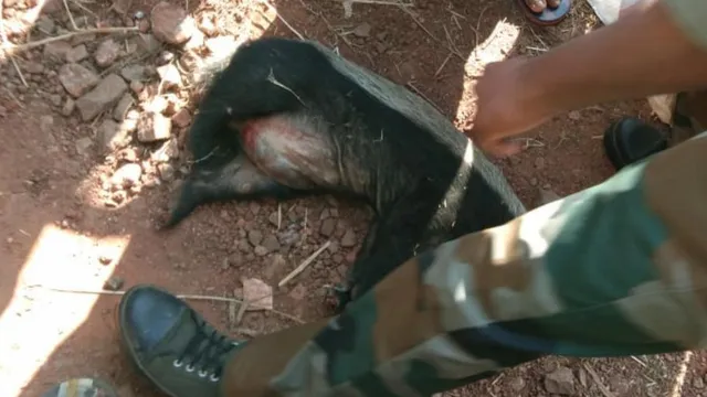 ଖୋର୍ଦ୍ଧା: ମୃତ ଗାଡ଼ଭାଲୁ ଉଦ୍ଧାର