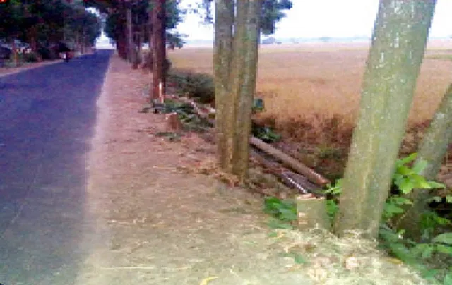 ଦିନ ଦି’ପହରରେ କଟା ହେଉଛି ଜଙ୍ଗଲ