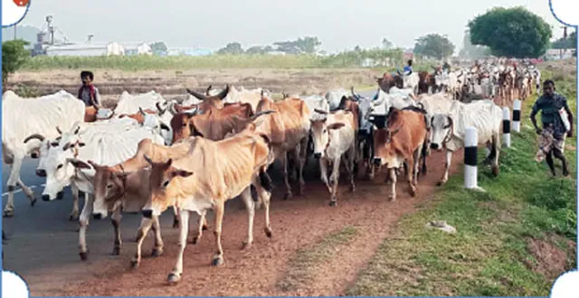 ଗୋ-ଚାଲାଣ ବୃଦ୍ଧି, ହ୍ରାସ ପାଉଛି ପଶୁ ସ˚ପଦ