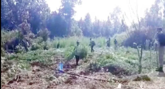 ୩୫ କୋଟିର ଗଞ୍ଜେଇ ଗଛ ନଷ୍ଟ