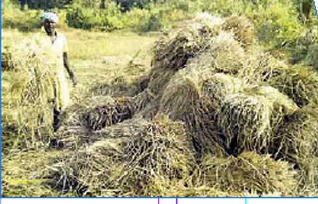 ହାତୀ ପଲଙ୍କ ଦୌରାତ୍ମ୍ୟ, ଅସହାୟ ବନବିଭାଗ:ବ୍ୟାପକ ଫସଲହାନି, ଚାଷୀ ମୁଣ୍ତରେ ଚଡ଼କ