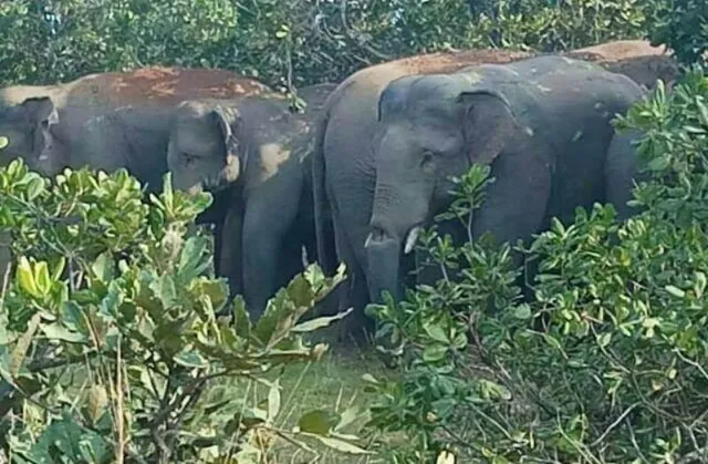 ଶୁଣ୍ଢ ଘା’ ହାତୀ ନେଲାଣି ୨ ଜୀବନ, ୩ ବର୍ଷ ହେଲା ଯନ୍ତ୍ରଣାରେ ଛଟପଟ